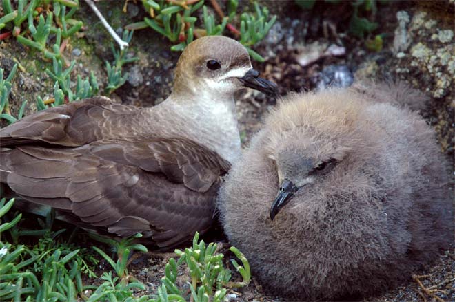 Kermadec petrel and chick