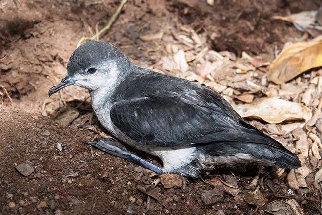 Kermadec little shearwater