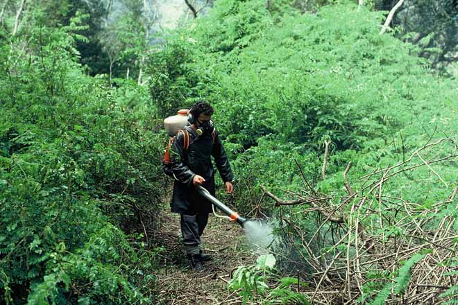 Spraying Mysore thorn, 1976