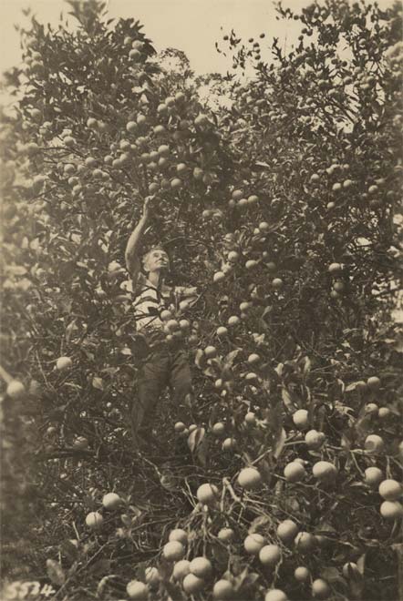 Harvesting oranges, Raoul Island