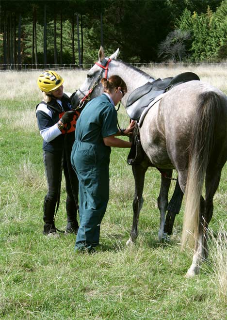 A vet check