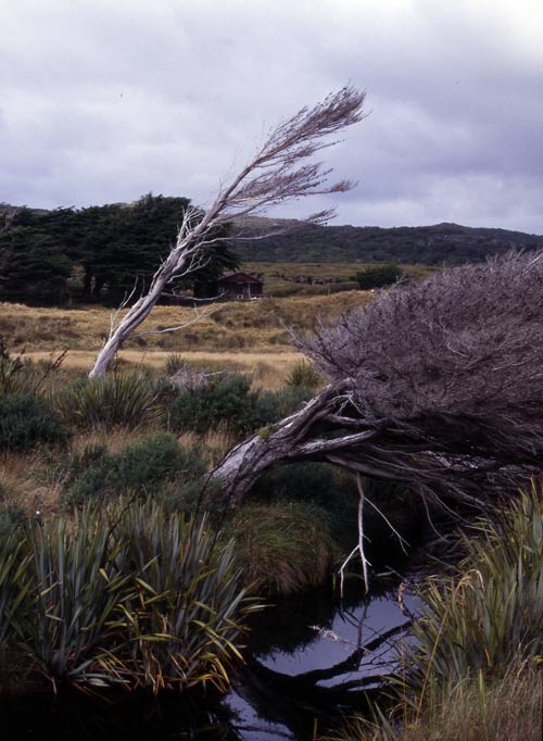 Tannin-stained stream