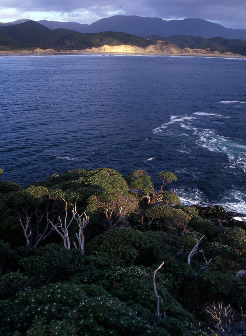Coastal bush at Doughboy Bay 