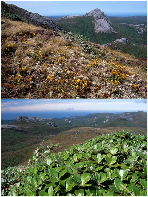 Stewart Island alpine plants