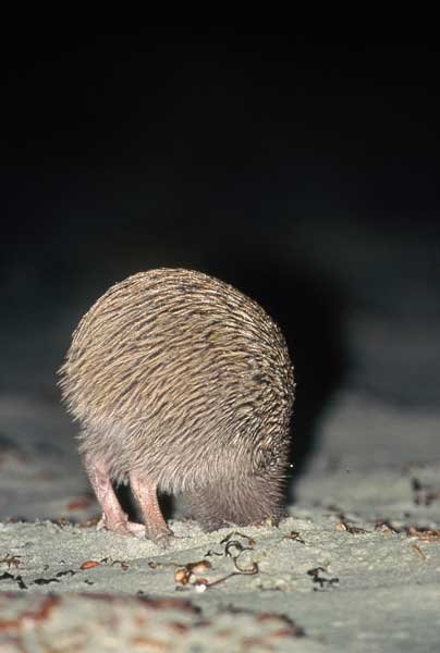 Stewart Island kiwi