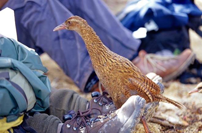 Weka on Ulva Island