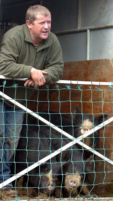 Three little pigs