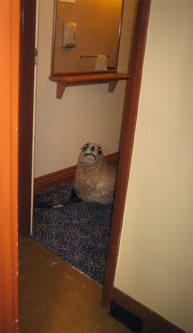 Sea lion in the South Sea Hotel
