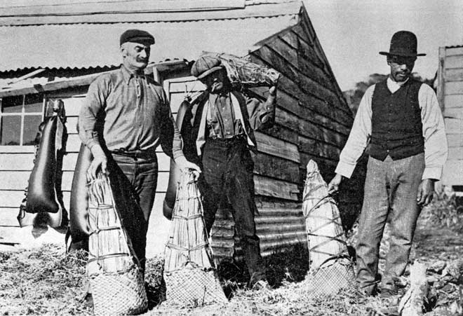 Bags of muttonbirds, around 1910