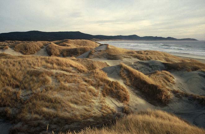 Dunes at Mason Bay