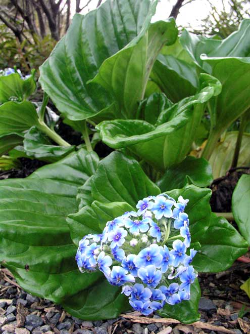 Chatham Island forget-me-not