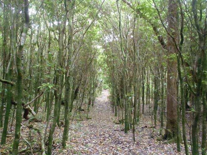 Kopi forest