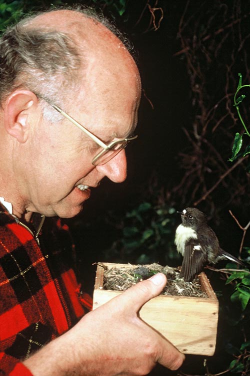 Inspecting black robin eggs