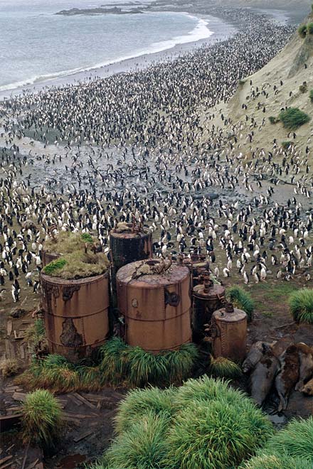 Penguins, Macquarie Island