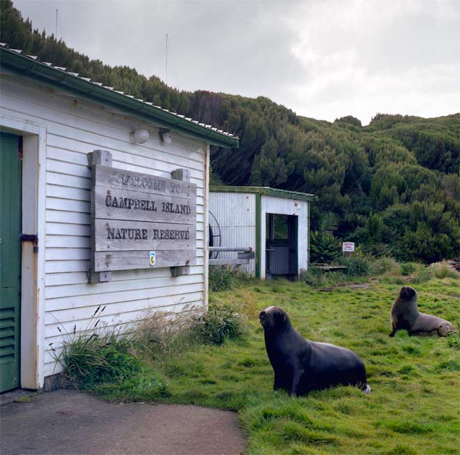 Campbell Island Nature Reserve