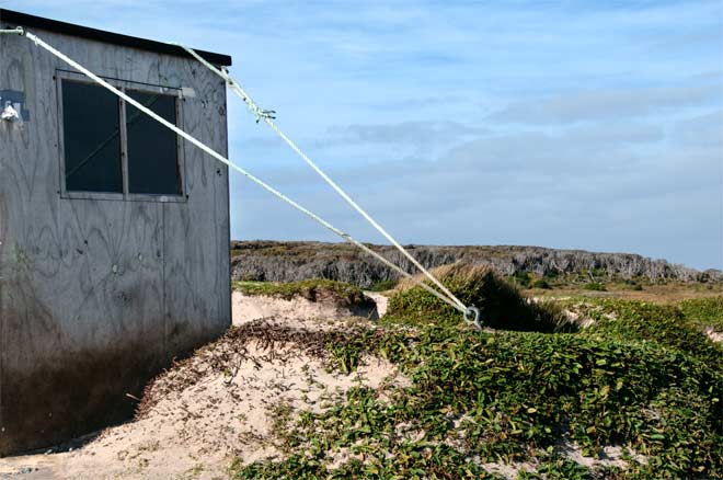 Hide, Enderby Island
