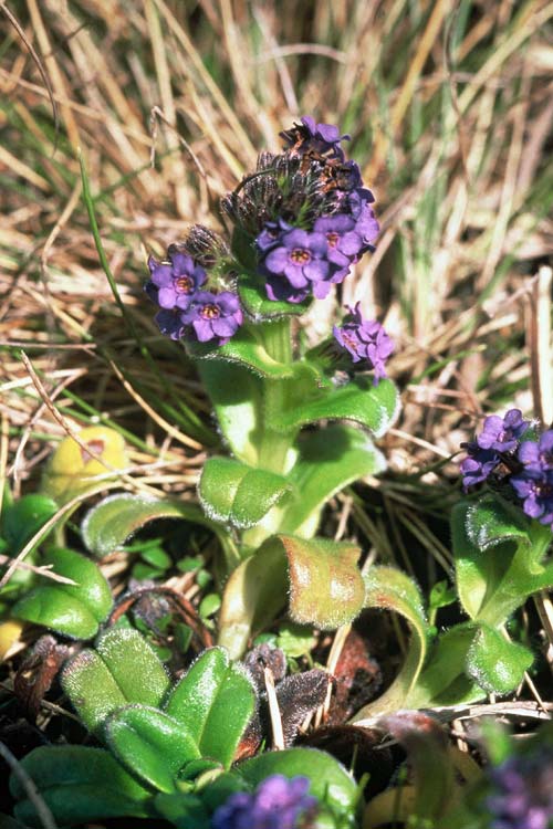Auckland Island forget-me-not
