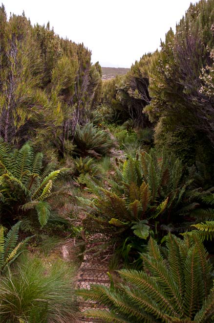 <em>Dracophyllum</em> and ferns, Campbell Island