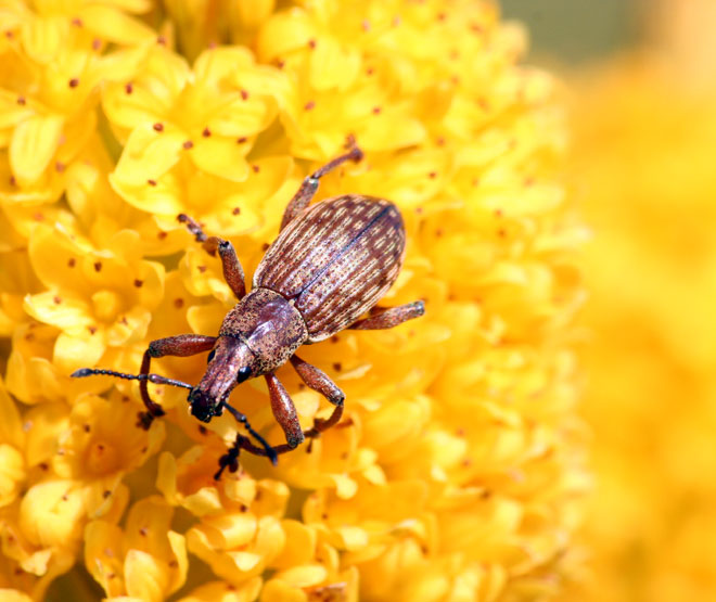 Weevil on <em>Bulbinella rossii</em> flower