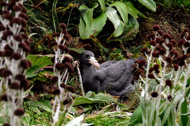 Northern giant petrel, Campbell Island