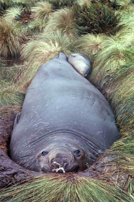 Female elephant seal and pup, Campbell Island