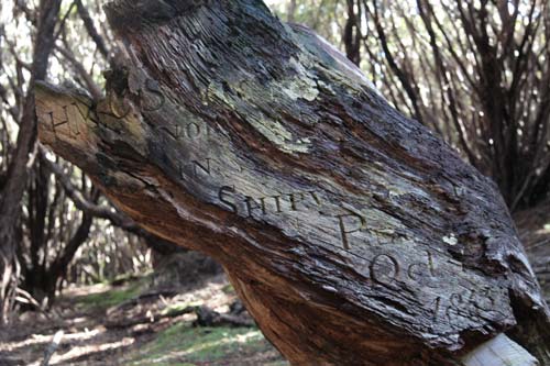 ‘Victoria’ tree, Auckland Island 