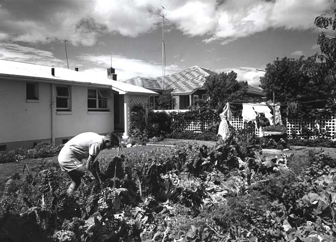 Backyard vegetable garden