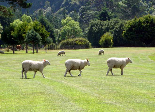 Eketāhuna golf course 