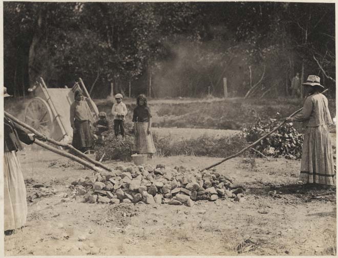Roasting karaka berries, 1908