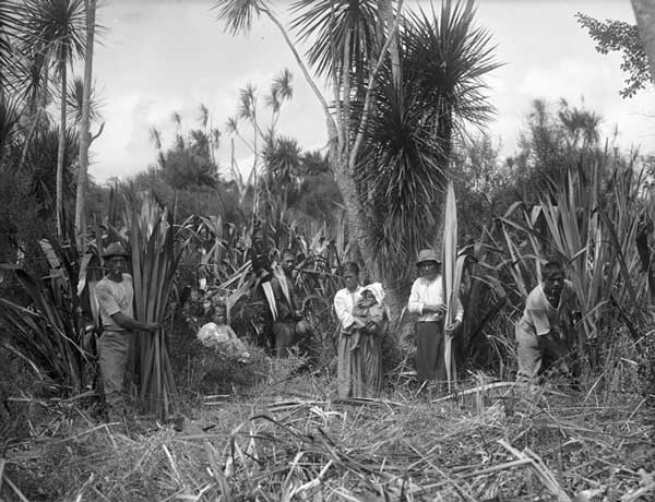 Cutting flax, 1919
