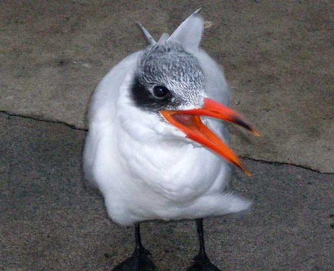 Bird with orange beak