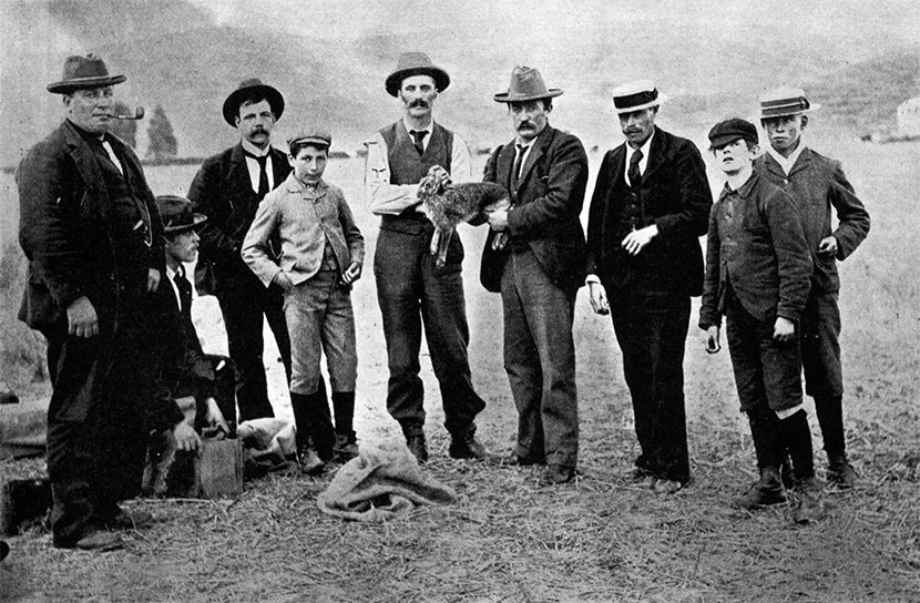 Hare coursing