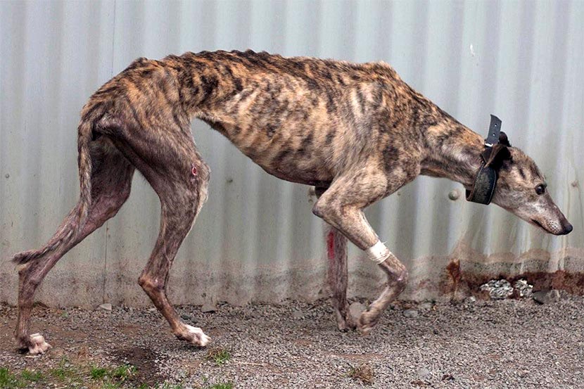 An ex-racing greyhound