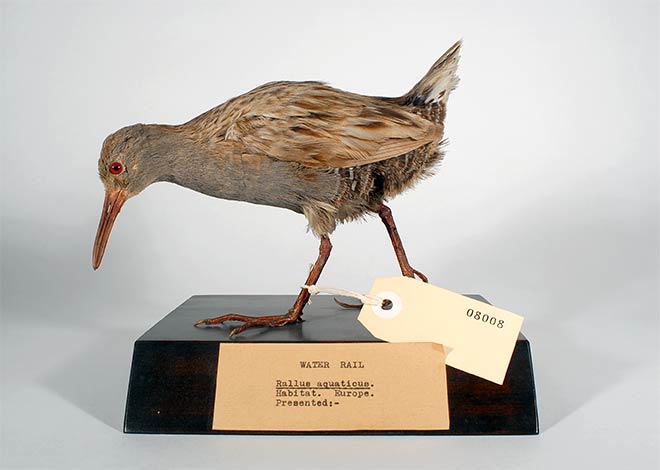 European water rail from museum exchange, 1881