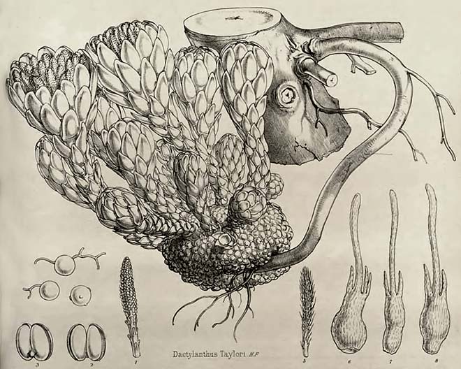 Wood rose, 1859