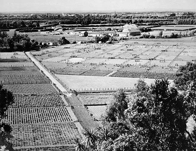 Pasture research, Palmerston North, 1962