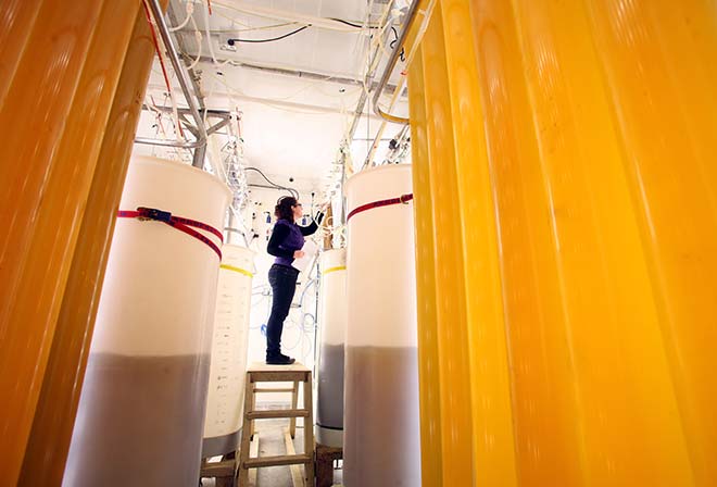 Algae room, Cawthron Aquaculture Centre
