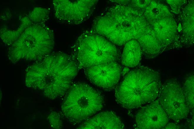DNA from moa eggshell