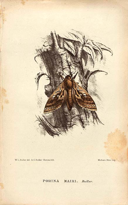 <em>Porina mairi</em> illustration