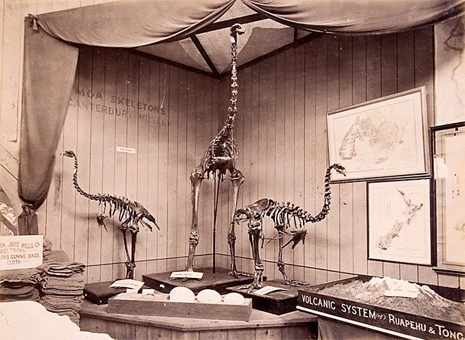 Moa skeletons and eggs at the 1879 Sydney International Exhibition