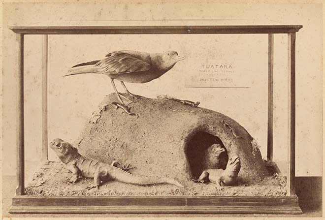 Diorama at the New Zealand and South Seas Exhibition, 1889–90