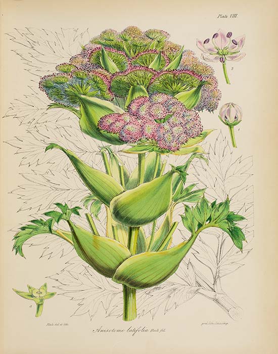 <em>Anisotome latifolia</em>