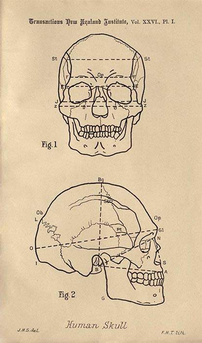 Osteological research on Māori and Moriori, 1893