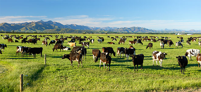 Dairy cows, Amuri Plain