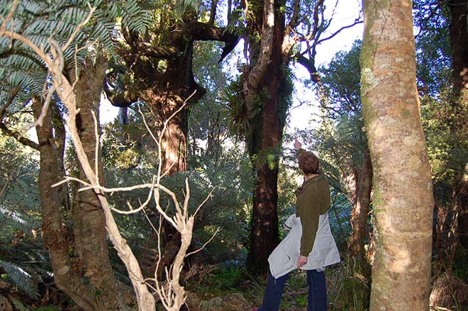 Woman in forest pointing up at a tree