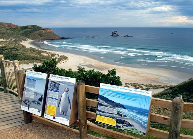 Yellow-eyed penguins: Sandfly Bay