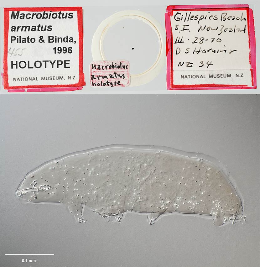 Tardigrade