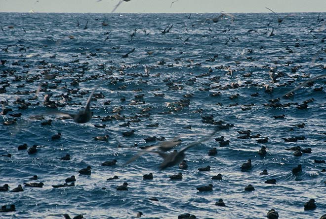 Sooty shearwaters at sea