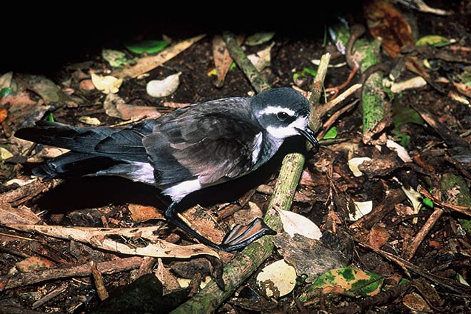 A tiny storm petrel 
