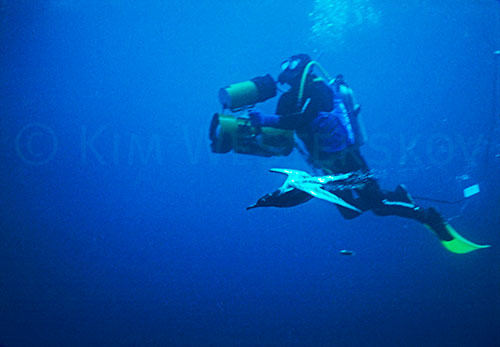 Sooty shearwater diving